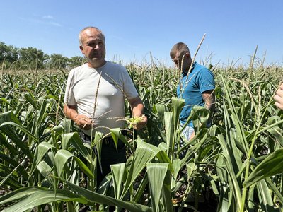 "Це коники, не сарана": на Полтавщині немає нашестя сарани "Це коники, не сарана": на Полтавщині немає нашестя сарани