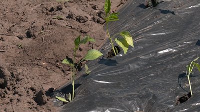Затримали буревій і дощі: як на Черкащині висаджують овочі Затримали буревій і дощі: як на Черкащині висаджують овочі