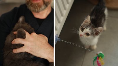 Пройшли адаптацію: у Черкасах шукають родини для кошенят та котів евакуйованих з фронту Пройшли адаптацію: у Черкасах шукають родини для кошенят та котів евакуйованих з фронту