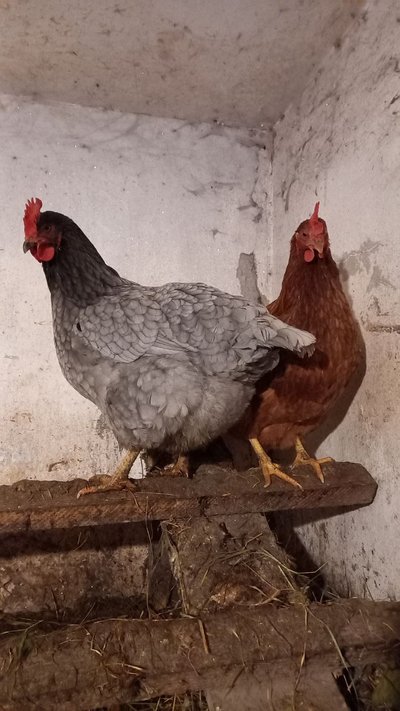 Чому кури взимку не несуться і що робити для їхньої продуктивності: поради науковця Чому кури взимку не несуться і що робити для їхньої продуктивності: поради науковця