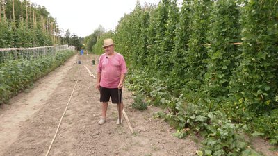 Іван Василюк, квасоля, город Іван Василюк, квасоля, город