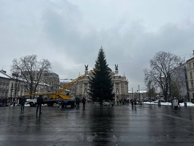 У Львові встановили головну ялинку міста У Львові встановили головну ялинку міста