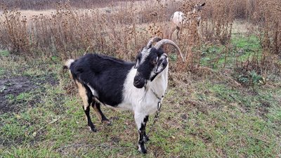 кози життя люди деокупація окупація Дробишеве Донецька область 8 листопада 2024 рік