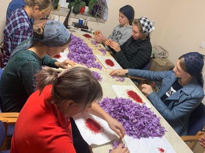 Шафран, підприємець вирощує шафран, Чортківський район, Тернопільщина, листопад 2025 Шафран, підприємець вирощує шафран, Чортківський район, Тернопільщина, листопад 2025