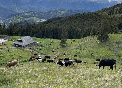 Карпати Карпати