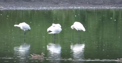 косарі білі, лелеки косарі білі, лелеки