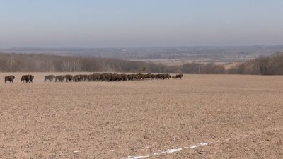 Найбільша популяція в Україні: на Вінниччині підрахували зубрів Найбільша популяція в Україні: на Вінниччині підрахували зубрів