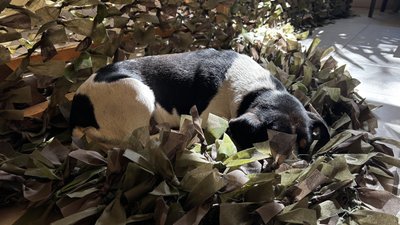 Три роки самостійно в'яже маскувальні сітки: історія 74-річної волонтерки з Вінниччини Три роки самостійно в'яже маскувальні сітки: історія 74-річної волонтерки з Вінниччини
