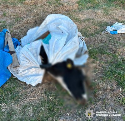 Загибель худоби та мільйон гривень збитків: на Житомирщині директору держпідприємства повідомили про підозру Загибель худоби та мільйон гривень збитків: на Житомирщині директору держпідприємства повідомили про підозру