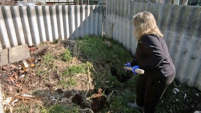 Колекціонера городніх культур із Волині вирощує 74 сорти томатів Колекціонера городніх культур із Волині вирощує 74 сорти томатів