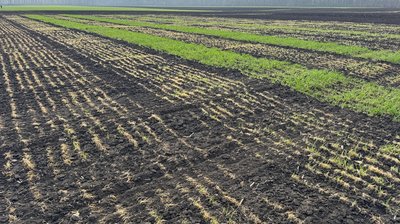 На Кіровоградщині морози пошкодили понад 20% озимих: як компенсувати втрати