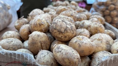 "Ціни кусаються, але треба щось їсти": що кажуть місцеві про молоду картоплю в Ужгороді