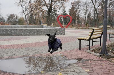 Пес Барон Пес Барон