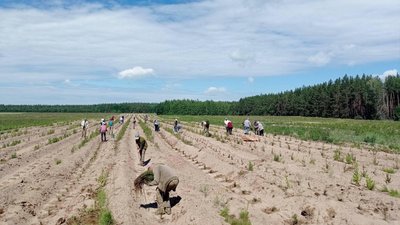 24 тисячі саджанців сосни та ялини із Латвії зростатимуть на Чернігівщині 24 тисячі саджанців сосни та ялини із Латвії зростатимуть на Чернігівщині