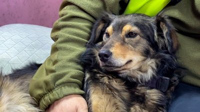 пункт незламності Добропілля собака Буба Донецька область 27 листопада 2024 рік пункт незламності Добропілля собака Буба Донецька область 27 листопада 2024 рік