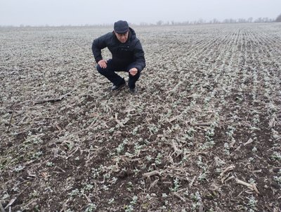 Добре зимує і дає кращий врожай. На Кіровоградщині озимим горохом засіяли півтори тисячі гектарів Добре зимує і дає кращий врожай. На Кіровоградщині озимим горохом засіяли півтори тисячі гектарів