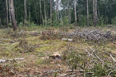 Понад мільйон гривень збитку: в лісі на Житомирщині незаконно зрубали більше 200 дерев Понад мільйон гривень збитку: в лісі на Житомирщині незаконно зрубали більше 200 дерев