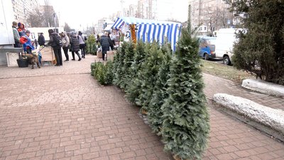 Ялинкові базари у Вінниці: де і за скільки купити Ялинкові базари у Вінниці: де і за скільки купити