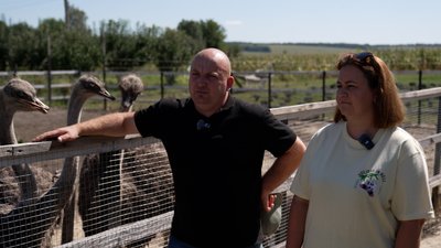 "Це птиця, з якої продається все": на Чернігівщині створили екоферму зі страусами "Це птиця, з якої продається все": на Чернігівщині створили екоферму зі страусами