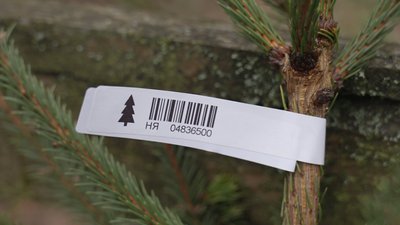 На Вінниччині лісівники почали продавати ялинки та сосни: скільки коштують святкові дерева На Вінниччині лісівники почали продавати ялинки та сосни: скільки коштують святкові дерева