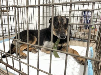 "Лапка була ампутована": у Полтаві почастішали випадки знущання над тваринами "Лапка була ампутована": у Полтаві почастішали випадки знущання над тваринами