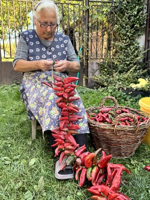 Як у Великій Доброні на Закарпатті вирощують і виготовляють паприку Як у Великій Доброні на Закарпатті вирощують і виготовляють паприку