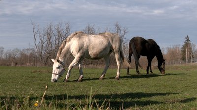 Стадо — "під ніж": ферма на Черкащині опинилася під загрозою закриття Стадо — "під ніж": ферма на Черкащині опинилася під загрозою закриття
