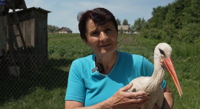 жінка доглядає лелек, горинка, тернопільська область жінка доглядає лелек, горинка, тернопільська область