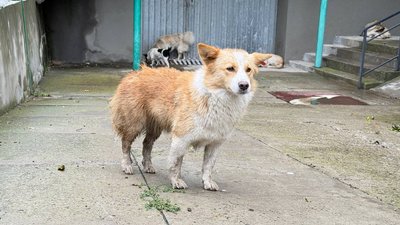 безпритульний пес безпритульний пес