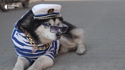 Від безпритульного до зірки "7 кілометра": історія пса Джека, врятованого під час війни Від безпритульного до зірки "7 кілометра": історія пса Джека, врятованого під час війни