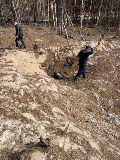відновлення лісу відновлення лісу