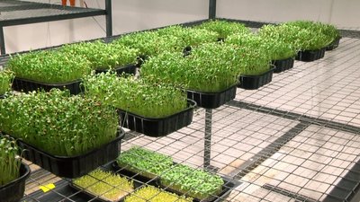 У Славуті переселенці вирощують 11 культур мікрозелені У Славуті переселенці вирощують 11 культур мікрозелені