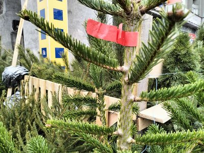 У Луцьку запрацювали ялинкові ярмарки: скільки коштують ялинки та сосни до свят У Луцьку запрацювали ялинкові ярмарки: скільки коштують ялинки та сосни до свят
