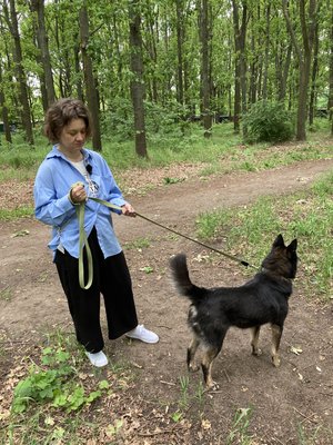 Врятовані після підриву ГЕС: у Одесі шукають родини для собак із Херсона Врятовані після підриву ГЕС: у Одесі шукають родини для собак із Херсона