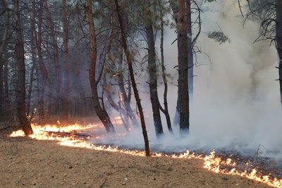 Падіння уламків російських боєприпасів та спека: які причини загорань у лісах на Полтавщині Падіння уламків російських боєприпасів та спека: які причини загорань у лісах на Полтавщині
