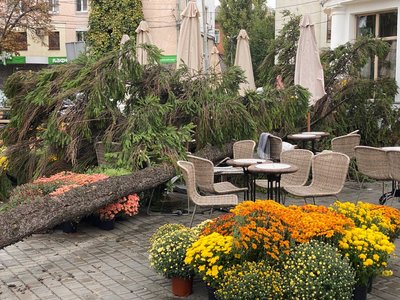"Хребет відірвало, як гілку": що із справою про травмування деревом полтавки біля "Фотографа" "Хребет відірвало, як гілку": що із справою про травмування деревом полтавки біля "Фотографа"
