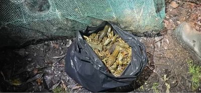 На Черкащині незаконно виловили раків На Черкащині незаконно виловили раків