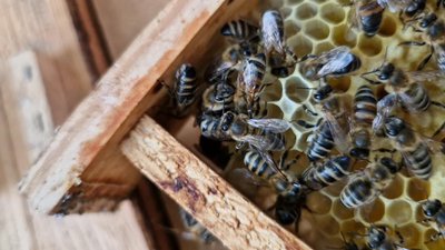 Отруєння бджіл на Житомирщині: скільки випадків зафіксували у 2026 році та як цьому запобігти Отруєння бджіл на Житомирщині: скільки випадків зафіксували у 2026 році та як цьому запобігти