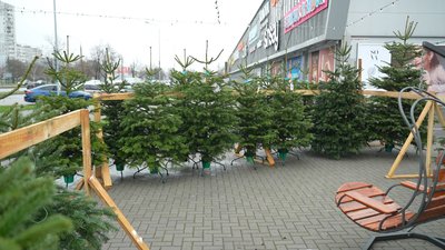 Ялинкові базари в Запоріжжі: який асортимент та ціни Ялинкові базари в Запоріжжі: який асортимент та ціни