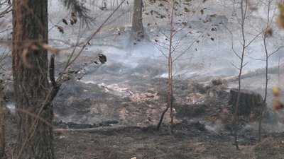 Лісова пожежа на півночі Рівненщини дісталася природозаповідного фонду Лісова пожежа на півночі Рівненщини дісталася природозаповідного фонду
