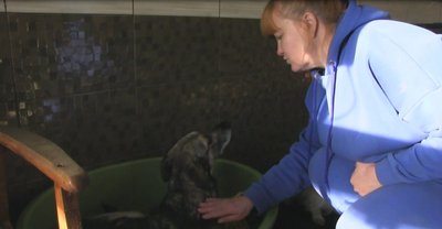 "Тваринам не можна сказати, що сьогодні вихідний". Як на Дніпропетровщині працює притулок для покинутих тварин "Тваринам не можна сказати, що сьогодні вихідний". Як на Дніпропетровщині працює притулок для покинутих тварин