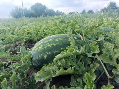 «Головний дегустатор — донька»: як подружжя на Волині вирощує кавуни «Головний дегустатор — донька»: як подружжя на Волині вирощує кавуни