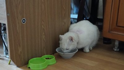 Знайшов хазяйку за кілька кілометрів: історія сумського кота Коттона Знайшов хазяйку за кілька кілометрів: історія сумського кота Коттона