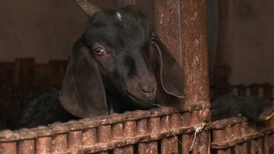 "Я і мої кози", блогерка з Тернопільщини, Любов Кобилянська, відео про село, листопад 2024
