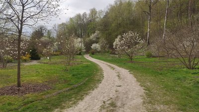 Магнолії, Кременецький ботсад