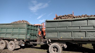 "Вродив гірше, ніж торік": на Вінниччині збирають цукрові буряки "Вродив гірше, ніж торік": на Вінниччині збирають цукрові буряки