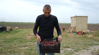 Плоди війни: херсонський фермер вирощує під обстрілами черешню, персики та яблука Плоди війни: херсонський фермер вирощує під обстрілами черешню, персики та яблука