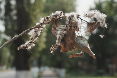 тополиний пух тополиний пух
