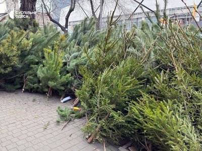 Ціна на ялинку в Одесі Ціна на ялинку в Одесі