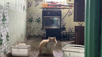 Кіт село Білокузьминівка Костянтинівська громада Донецька область 28 травня 2025 рік